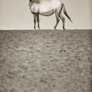 Ajman Stud's Amazing photos... 