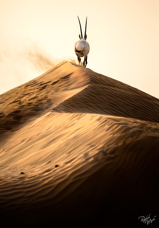 Ajman Stud's Amazing photos... 