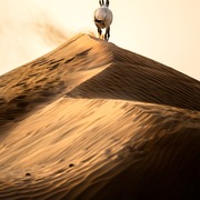 Ajman Stud's Amazing photos... 