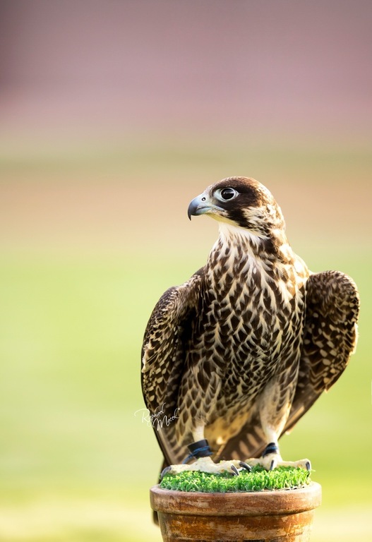 Ajman Stud's Amazing photos... 