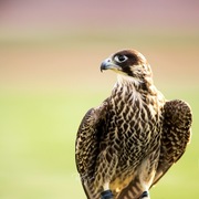 Ajman Stud's Amazing photos... 