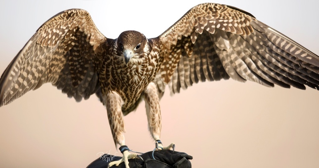 Ajman Stud's Amazing photos... 