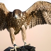 Ajman Stud's Amazing photos... 