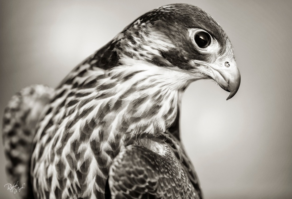 Ajman Stud's Amazing photos... 