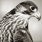 Ajman Stud's Amazing photos... 