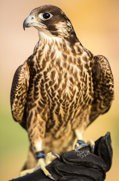 Ajman Stud's Amazing photos... 