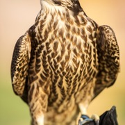 Ajman Stud's Amazing photos... 