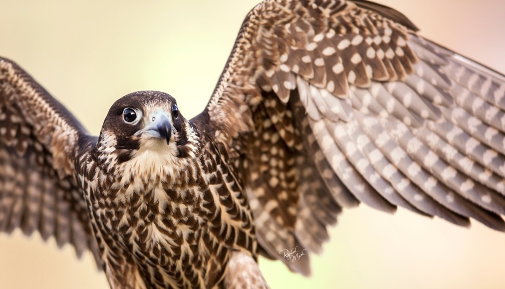 Ajman Stud's Amazing photos... 