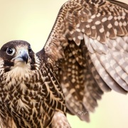 Ajman Stud's Amazing photos... 