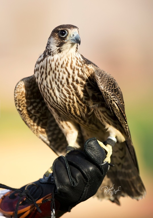 Ajman Stud's Amazing photos... 