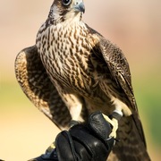 Ajman Stud's Amazing photos... 