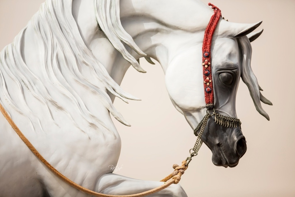 Ajman Stud's Amazing photos... 