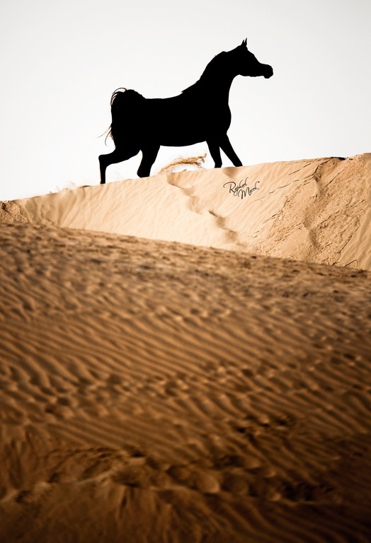 Ajman Stud's Amazing photos... 