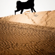 Ajman Stud's Amazing photos... 