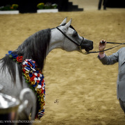 2013 Arabian Breeders World Cup Candid Shots