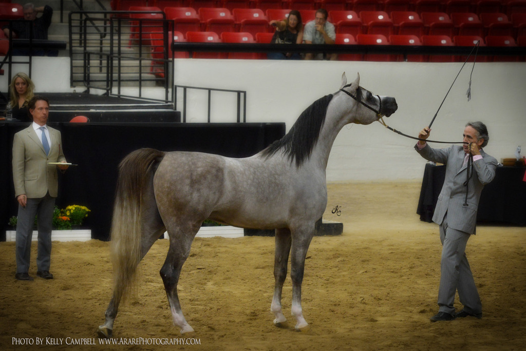2013 Arabian Breeders World Cup Candid Shots