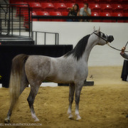 2013 Arabian Breeders World Cup Candid Shots
