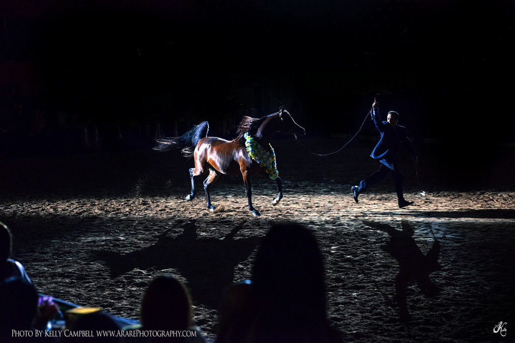 2013 Arabian Breeders World Cup Candid Shots