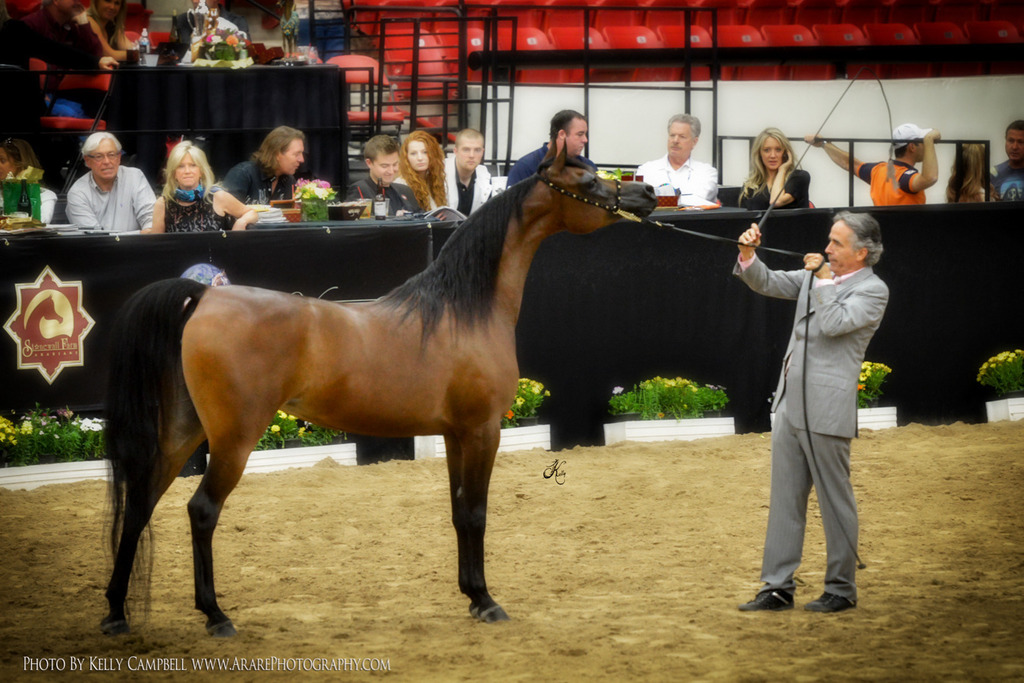 2013 Arabian Breeders World Cup Candid Shots