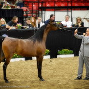 2013 Arabian Breeders World Cup Candid Shots
