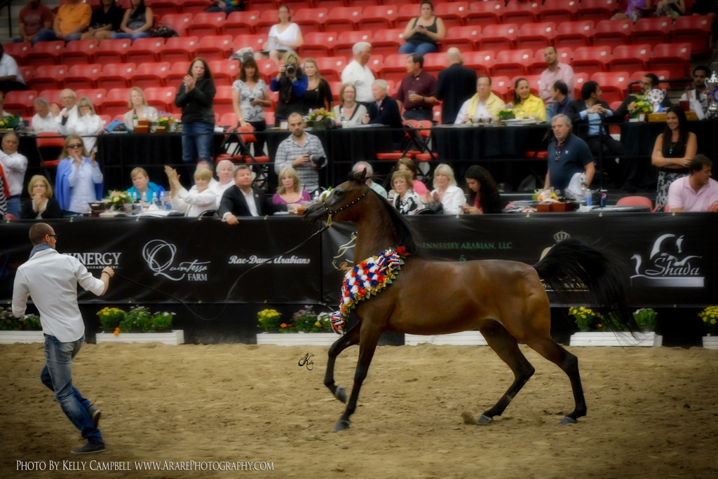 2013 Arabian Breeders World Cup Candid Shots