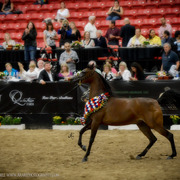 2013 Arabian Breeders World Cup Candid Shots