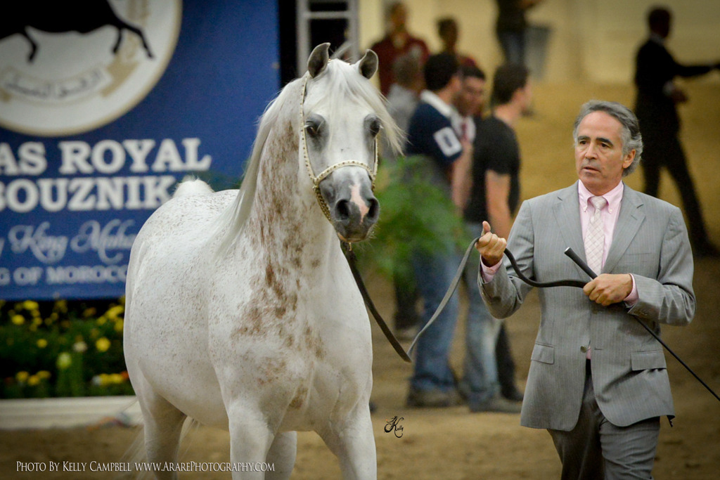 2013 Arabian Breeders World Cup Candid Shots