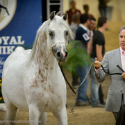2013 Arabian Breeders World Cup Candid Shots