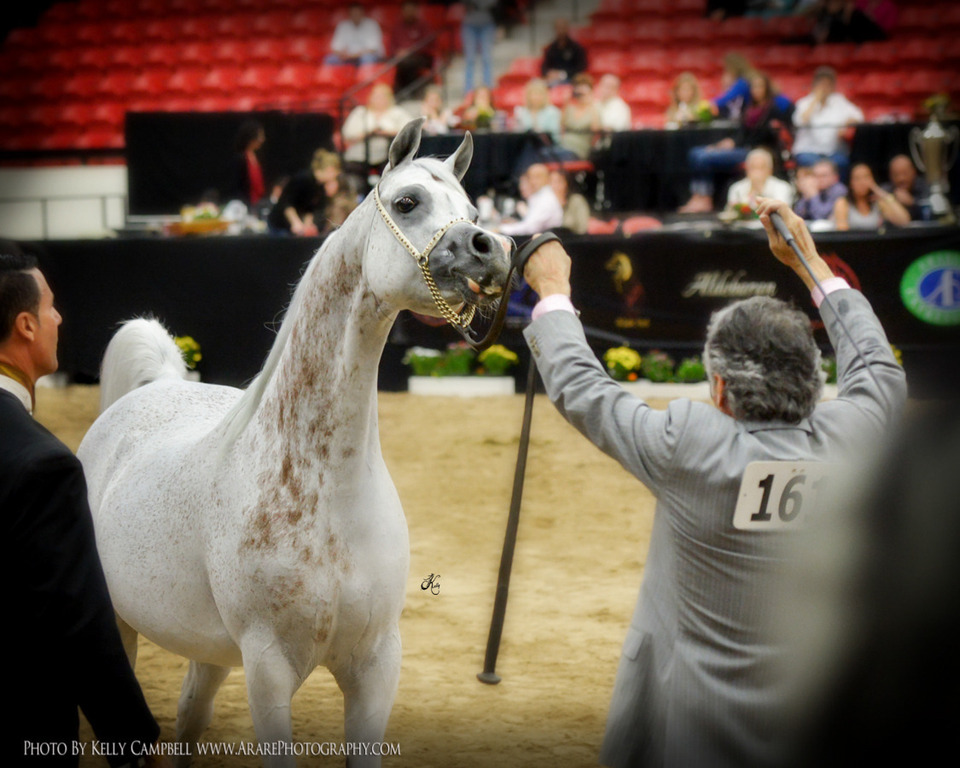 2013 Arabian Breeders World Cup Candid Shots