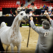 2013 Arabian Breeders World Cup Candid Shots