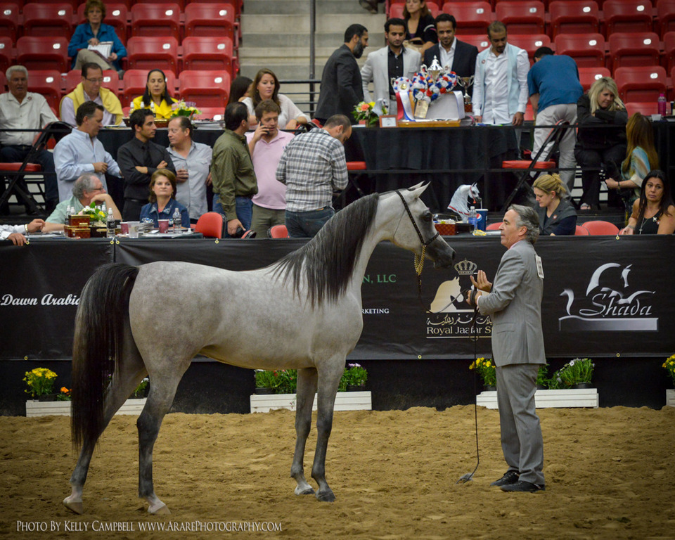 2013 Arabian Breeders World Cup Candid Shots