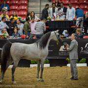 2013 Arabian Breeders World Cup Candid Shots