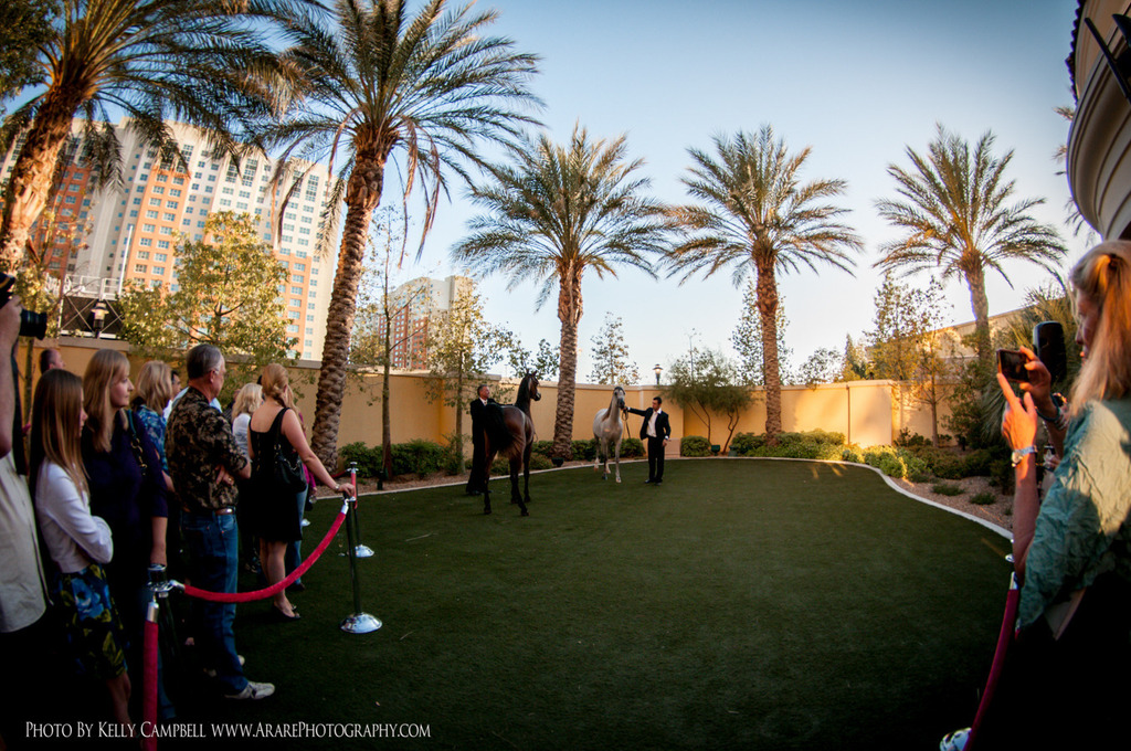 2013 Arabian Breeders World Cup Candid Shots