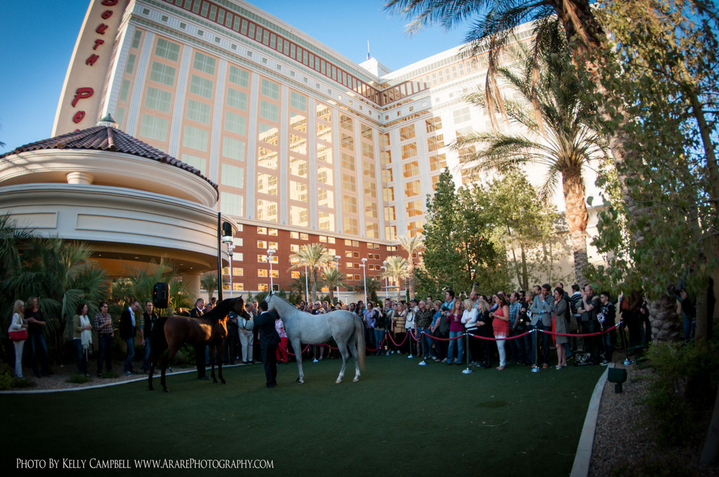 2013 Arabian Breeders World Cup Candid Shots