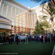 2013 Arabian Breeders World Cup Candid Shots