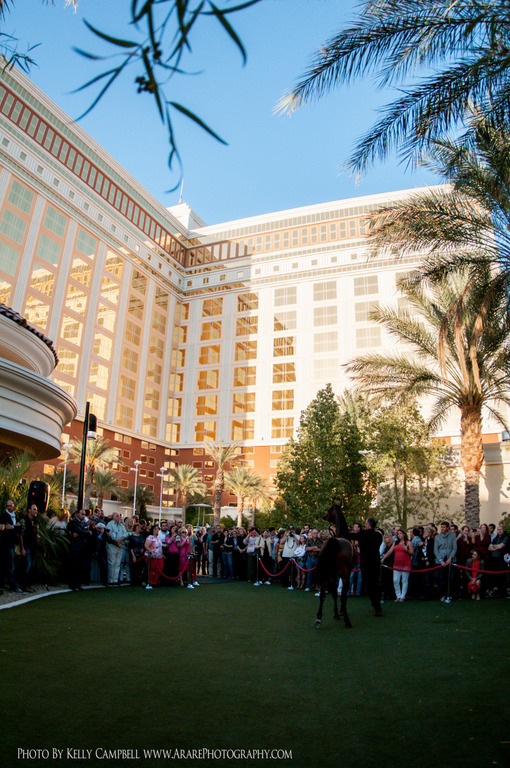 2013 Arabian Breeders World Cup Candid Shots