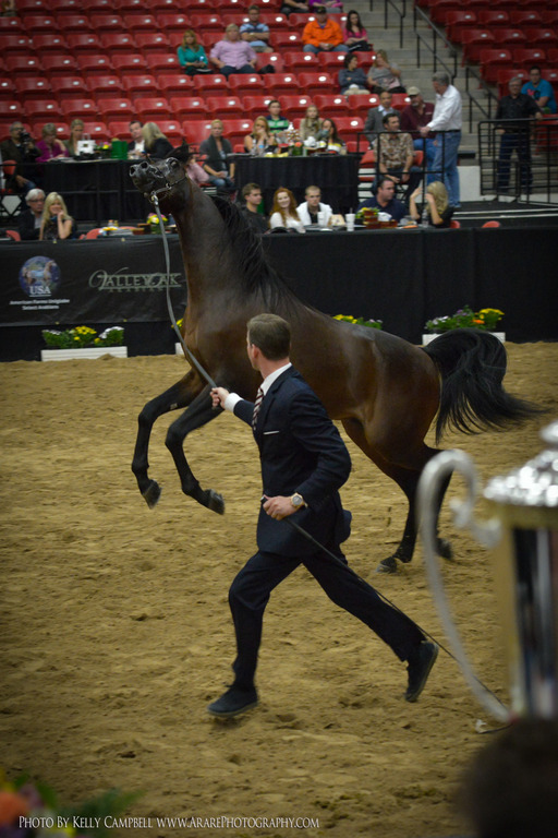 2013 Arabian Breeders World Cup Candid Shots