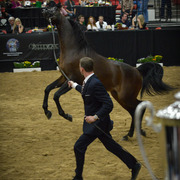 2013 Arabian Breeders World Cup Candid Shots