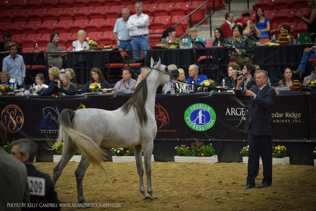2013 Arabian Breeders World Cup Candid Shots