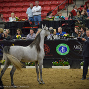 2013 Arabian Breeders World Cup Candid Shots