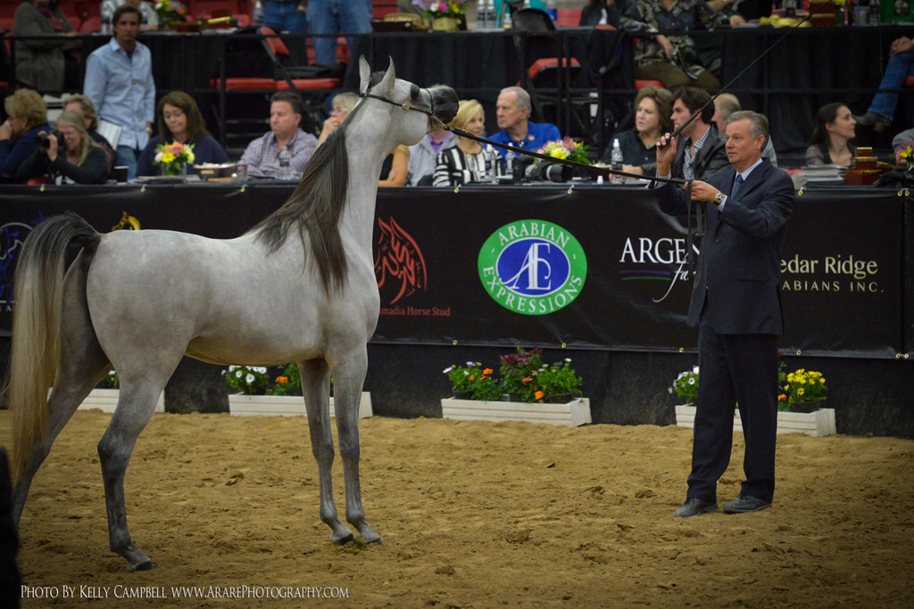 2013 Arabian Breeders World Cup Candid Shots