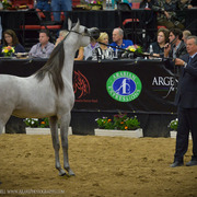2013 Arabian Breeders World Cup Candid Shots