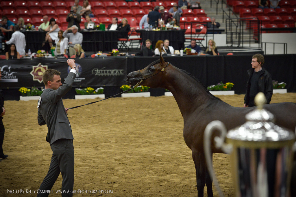 2013 Arabian Breeders World Cup Candid Shots