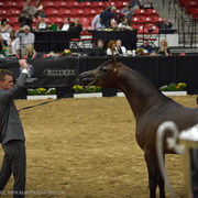 2013 Arabian Breeders World Cup Candid Shots