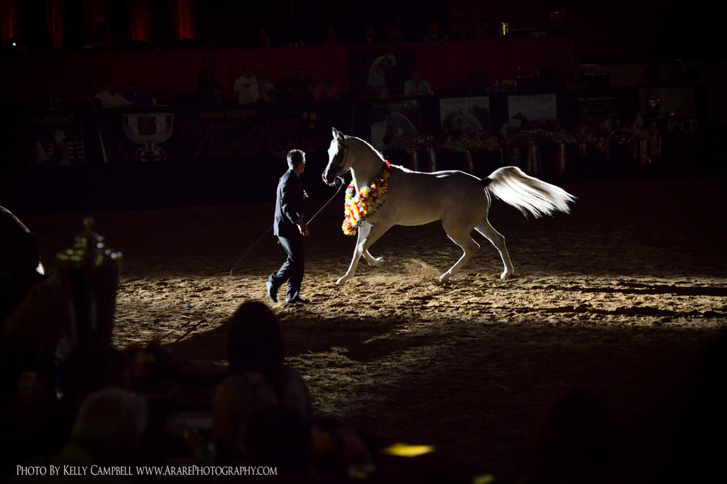 2013 Arabian Breeders World Cup Candid Shots