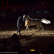 2013 Arabian Breeders World Cup Candid Shots