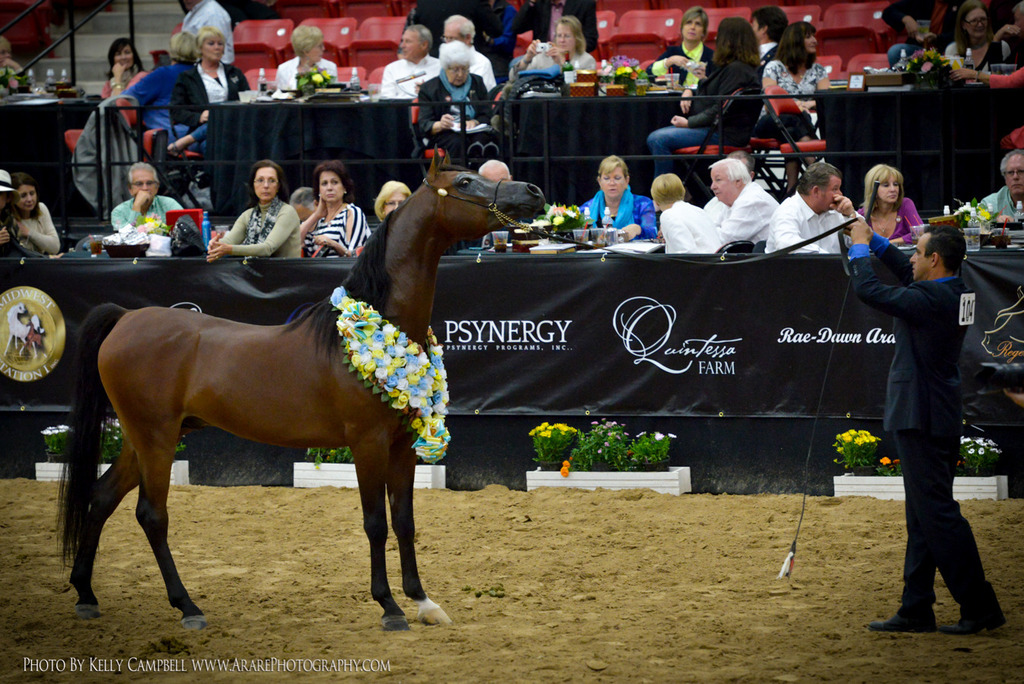 2013 Arabian Breeders World Cup Candid Shots
