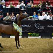 2013 Arabian Breeders World Cup Candid Shots