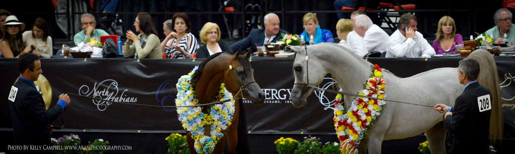 2013 Arabian Breeders World Cup Candid Shots