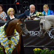 2013 Arabian Breeders World Cup Candid Shots